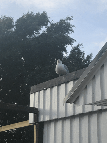 a seagull perched on the roof of a white building
