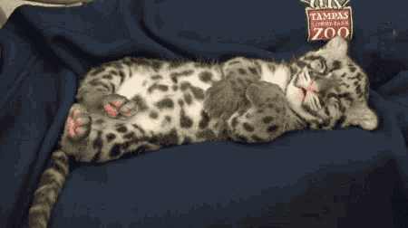 a kitten laying on a blue blanket with tampas zoo written on it