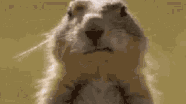 Prairie Dog Attitude GIF - Prairie Dog Attitude Sassy GIFs