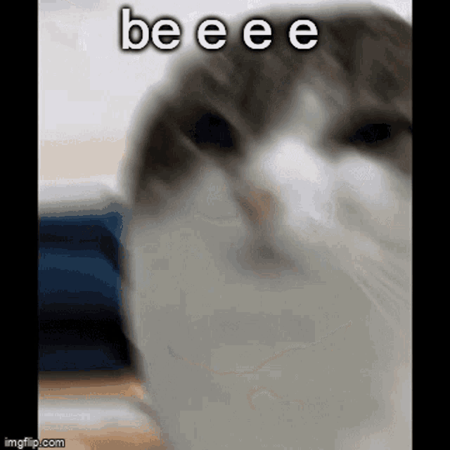 Wawa Cat Oh The Misery Cat GIF - Wawa Cat Oh The Misery Cat Be Eee GIFs