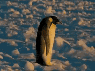 Penguin Trip GIF - Penguin Trip Fail GIFs