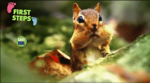 Squirrel Step GIF - Squirrel Step To GIFs