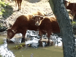 a herd of cows standing in a stream of water