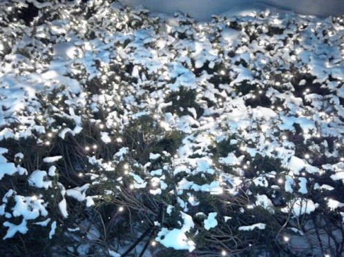 Snow Flowers GIF - Snow Flowers GIFs