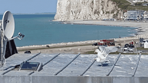 a seagull sits on the roof of a building with a satellite dish on it