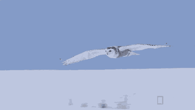 Flying Alaskas Deadliest GIF - Flying Alaskas Deadliest Snow Owl GIFs