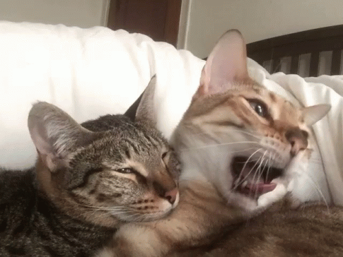 Cats Boring GIF - Cats Boring Yawn GIFs
