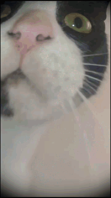 a close up of a black and white cat with a green eye