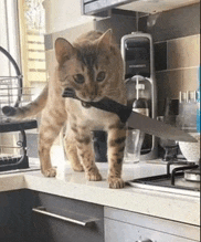 a cat is holding a knife in its mouth on a kitchen counter