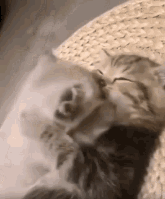 a close up of a cat laying on a wicker mat .