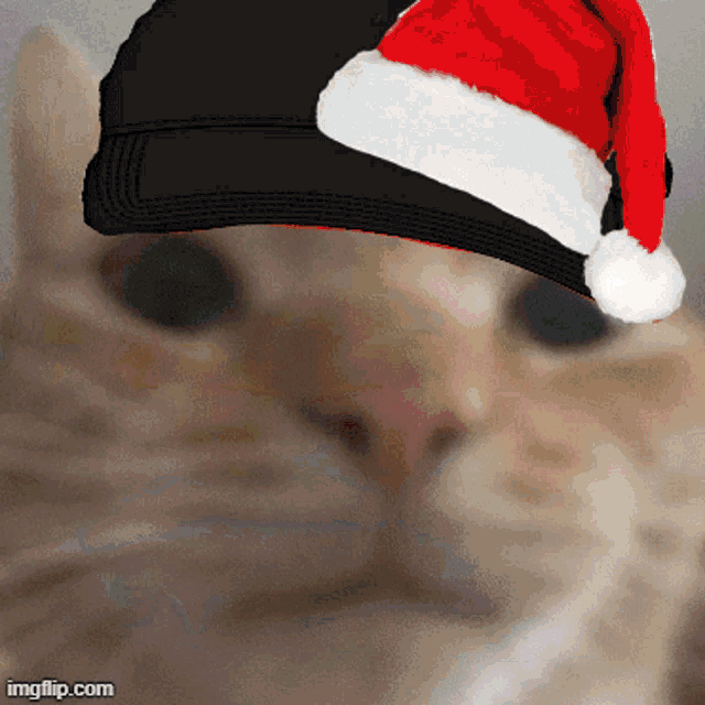 a close up of a cat wearing a santa hat with imgflip.com at the bottom