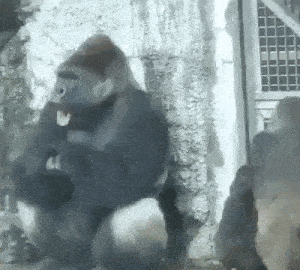 Gorilla Tweaking GIF - Gorilla Tweaking Tweak GIFs