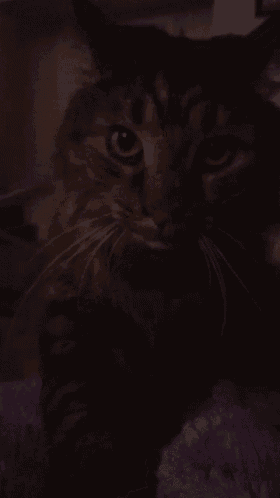a cat is laying on a purple blanket and looking at the camera