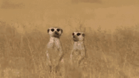Meerkat I Love You GIF - Meerkat I Love You Hug GIFs