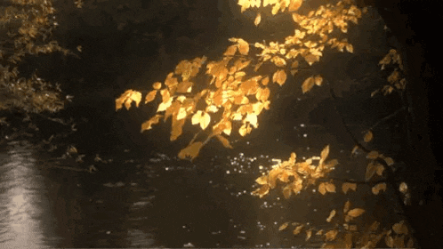 a tree branch with golden leaves hanging over a river