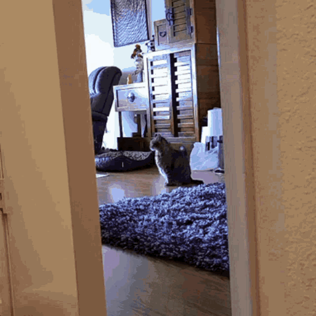 Minikitty Cat GIF - Minikitty Cat Zoom GIFs