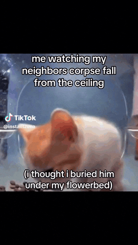 a cat is laying down with a caption that says me watching my neighbors corpse fall from the ceiling