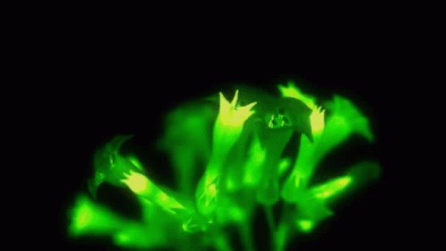 Plant GIF - Plant GIFs