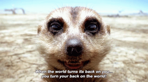 The Lion King Timon GIF - The Lion King Timon When The World Turns Its Back On You GIFs