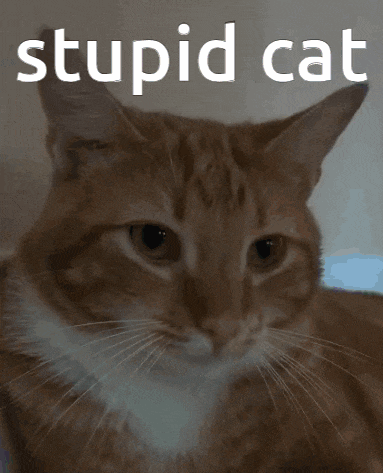 a close up of an orange and white cat with the words stupid cat below it