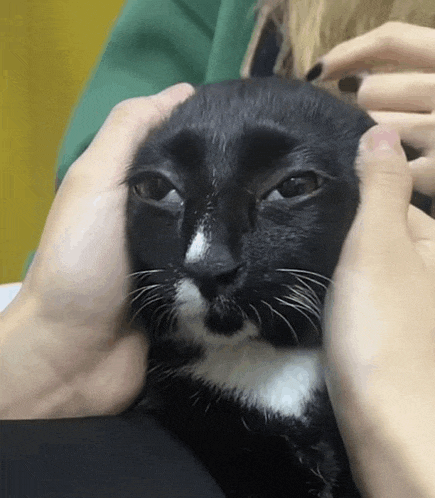 a black cat with a white nose is being petted by a person