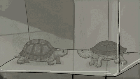 a turtle is standing on a table next to another turtle in a cage .