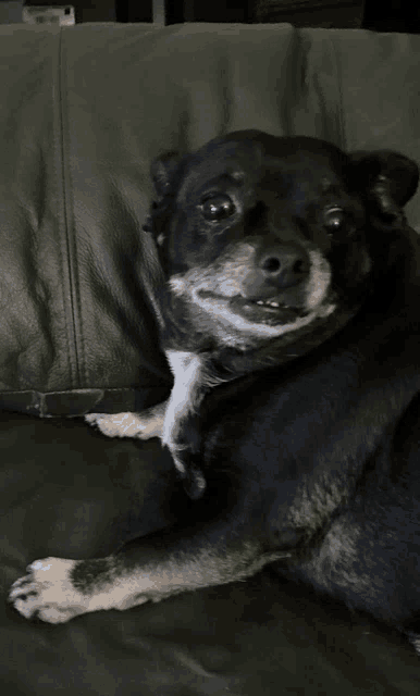 a black and white dog laying on a leather couch