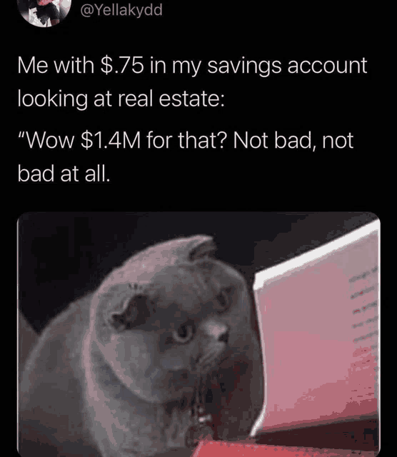 a cat is looking at a laptop screen with a caption that says me with $ .75 in my savings account
