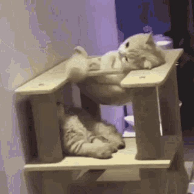 Cat Lazy GIF - Cat Lazy Mood GIFs
