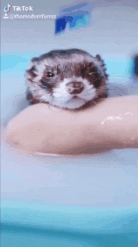 a ferret in a bathtub with a toothbrush on it