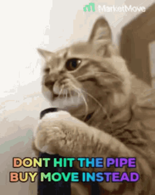 a cat holding a pipe with the words " dont hit the pipe buy move instead "
