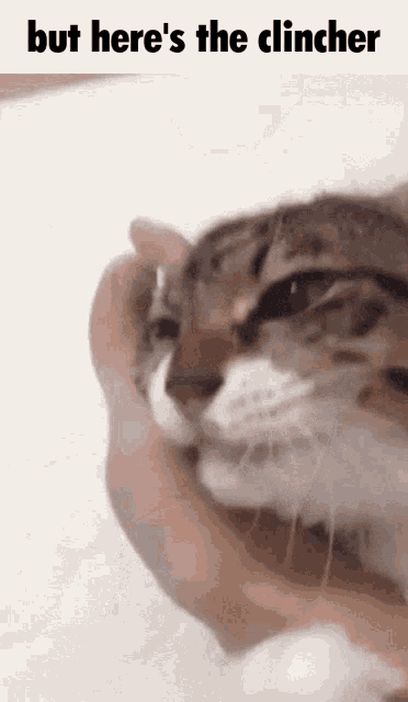 a cat is being held in someone 's hand and the caption says but here 's the clincher