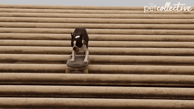 Downstairs Skateboard GIF