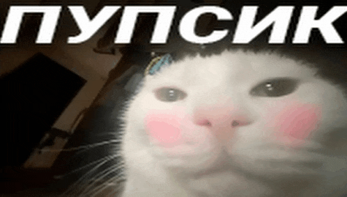 a close up of a cat 's face with pink cheeks and the word pupsik in white letters