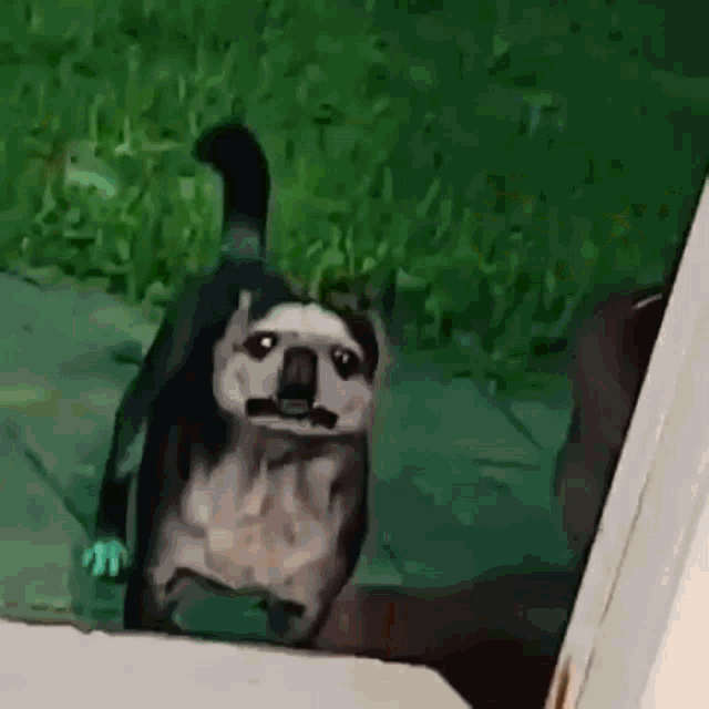a dog that looks like a koala is standing in the grass .