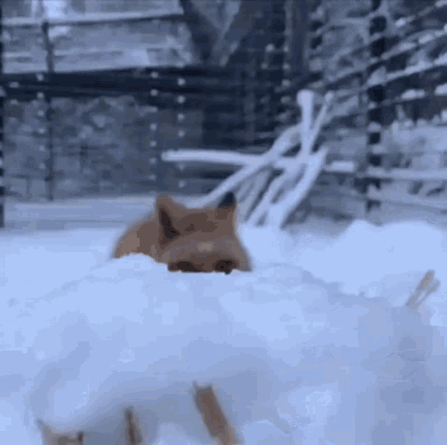 Fox Fox Jump GIF