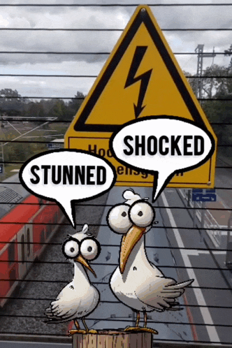 two seagulls standing next to a sign that says shocked