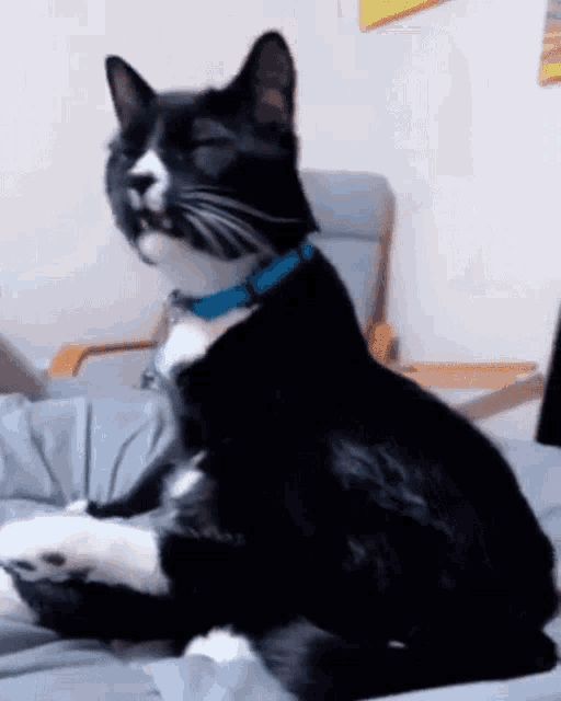 Squint Cat GIF - Squint Cat Meow GIFs