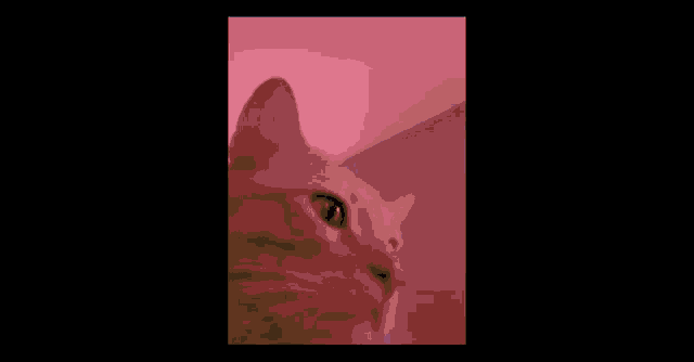 a close up of a cat 's face on a black screen