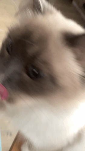 Jay Meow Cat GIF - Jay Meow Cat GIFs