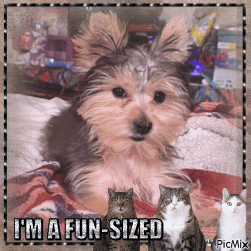 a picture of a dog and two cats with the caption i 'm a fun sized