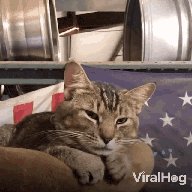 Meow Viralhog GIF - Meow Viralhog Cat Talk GIFs