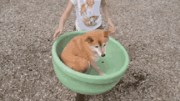 a shiba inu dog is sitting in a green spinning top .