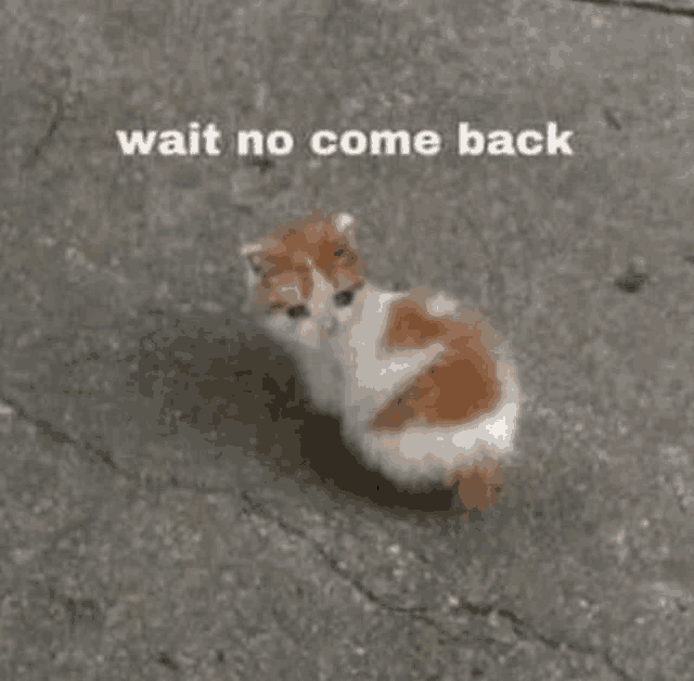 a small brown and white cat is sitting on a sidewalk with the words `` wait no come back '' .