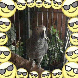 Parrot Happy GIF - Parrot Happy Smiles GIFs