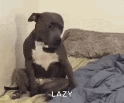 a dog is sitting on top of a bed with a blanket .