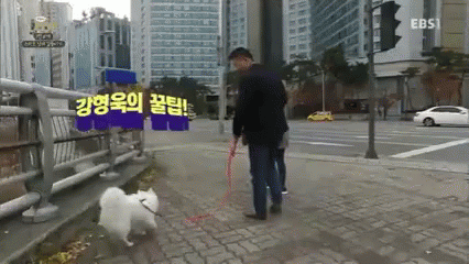 강형욱 개느님 개통령 훈련 산책 GIF - Kang Hyungwook Dog Whisperer Dog GIFs