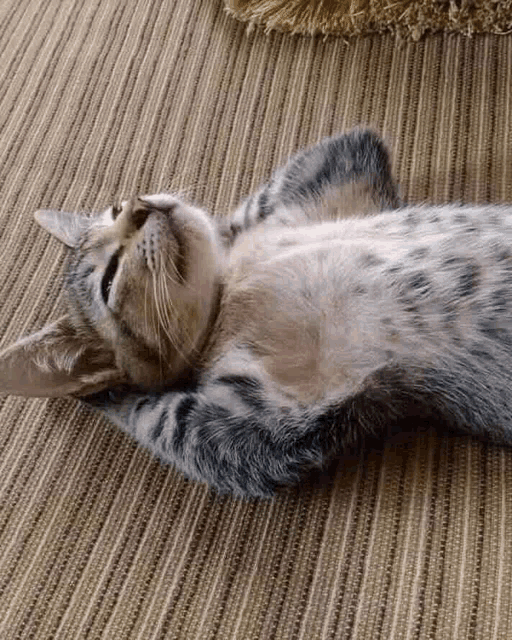 a cat is laying on its back on a carpet with its eyes closed .