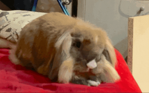 a brown and white rabbit laying on a bed