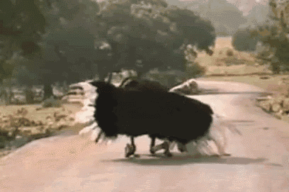 a black and white ostrich is walking down a road with a car behind it .